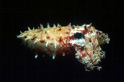 Cuttlefish - Red Sea - Egypt - Nikonos V - 35mm lens - ex... by Eduardo Lima 